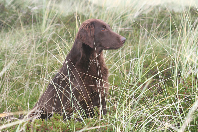 HU EO Sitz Wiese 2012