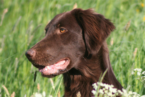 HU EO Wiese Kopf 2007