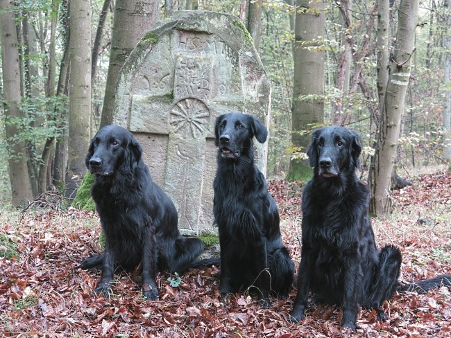 HU MA Manso Kentil Cajus 1