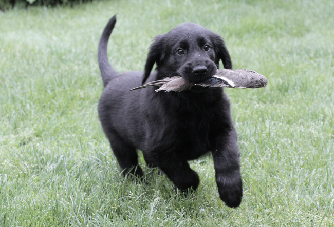 HU WI Entenschwinge 2