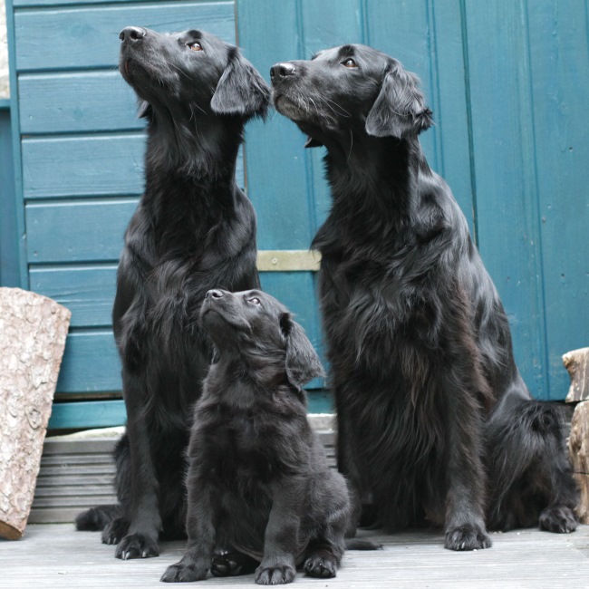 HU Wilma Generationen