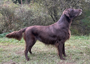 NE 26 10 Selma umbra fida Vet CH